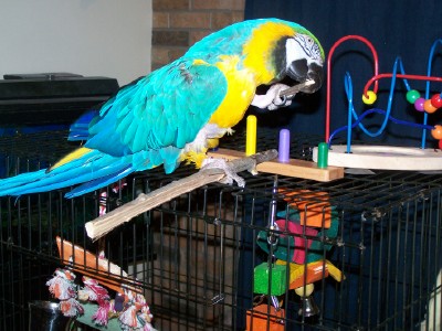 Jo, a Blue and Gold Macaw I birdy-sat for a couple months, chews on a stick.
