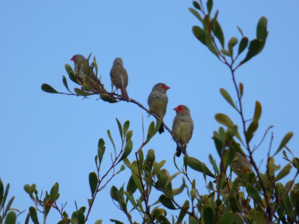 Star Finches