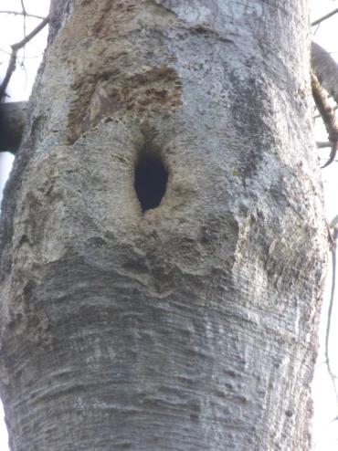 Eclectus Nest Tree