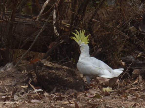 Sulphur crested Cockatoo